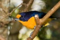 Violet Euphonia Bird Royalty Free Stock Photo