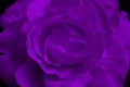 Violet fabric rose