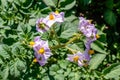 Violet faded flowers of blooming potato in the garden