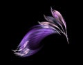 Violet feathers