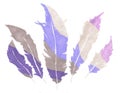 Violet feathers