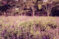 Violet field Royalty Free Stock Photo