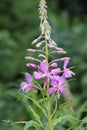 Violet field flower close-up on a blurred background of green leaves Royalty Free Stock Photo