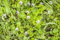 Violet first forest spring flowers