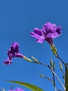 violet floewers of the plant Ruelia Royalty Free Stock Photo