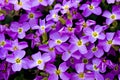 Violet Floral Background Royalty Free Stock Photo