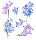 Violet floral bluebells watercolor set illustration for wedding card. Hand drawn boho flower spring summer elegant garden flowers Royalty Free Stock Photo