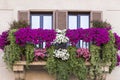 Violet floral pot on balcony Rome.