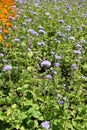 Violet flossflowers and orange marigolds in the flowerbed