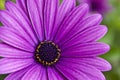 Violet flower Royalty Free Stock Photo