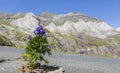 Violet Flower in the Circus of Troumouse - Pyrenees Mountains Royalty Free Stock Photo