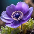 Violet flower of the Anemone coronaria plant