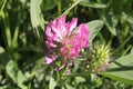 Violet flower on a background of green leaves close-up Royalty Free Stock Photo