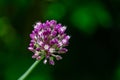 Violet flower ball of opening blooming decorative onion on dark green blurred nature greenery Royalty Free Stock Photo