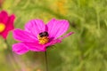 Violet flower with a bee on it