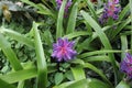 Violet Flower in Bloom