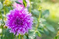 Violet flower blooming on green background. Autumn Chrysanthemum.