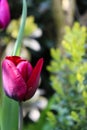 Violet Flower with blurred background