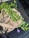 Violet flower branch on brown  frabic bag Royalty Free Stock Photo