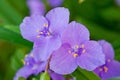 Violet flower bright and fresh shot close-up Royalty Free Stock Photo