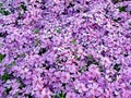 Violet flower carpet