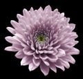 Violet flower chrysanthemum. black isolated background with clipping path. Closeup no shadows. For design