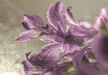 violet flower close-up macro bokeh background water drops light Royalty Free Stock Photo