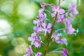 Violet flower closeup in the summer