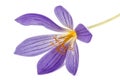 Violet flower of Colchicum close-up, isolated on white background Royalty Free Stock Photo