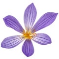 Violet flower of Colchicum close-up, isolated on white background Royalty Free Stock Photo