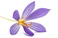 Violet flower of Colchicum close-up, isolated on white background Royalty Free Stock Photo