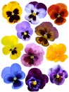 violet flower collection