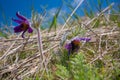 Violet flower of common pasqueflower eaten by parasite bugs, funny hairy plant grow in old dry grass field, spring symbol tender Royalty Free Stock Photo