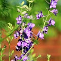 Violet flower: Consolida ajacis or doubtful knight`s spur, rocket larkspur