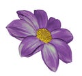 Violet flower dahlia on white isolated background with clipping path. No shadows. Closeup. Royalty Free Stock Photo