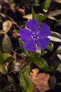 A violet flower decorates the forest edge