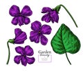 Violet flower drawing. Vector hand drawn floral set. Viola sketch. Wild botanical