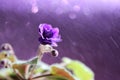 Violet flower with drops of water, with highlights and splashes of rainon a purple background. Royalty Free Stock Photo