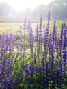 Violet flower field Royalty Free Stock Photo