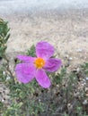 Violet flower in the field Royalty Free Stock Photo