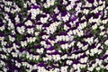 Violet, flower, flowers, naturel, colors, amethyst, beautiful, shades of blue, plants, viola, leaves, bedding plants, ecology, orn