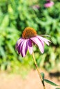 Mantis flower in the garden