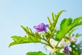 Violet flower,Giant Eggplant flower.