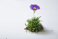 Violet flower in grass