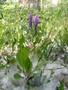 Violet flower on the green grass covered with poplar fluff. Heat. Summer. Allergy Royalty Free Stock Photo