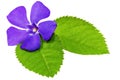 Violet flower on green leaf .Closeup on white background. Royalty Free Stock Photo