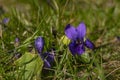 Violet flower in green spring fresh grass on garden Royalty Free Stock Photo