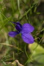 Violet flower in green spring fresh grass on garden Royalty Free Stock Photo