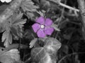 Only violet flower on grey