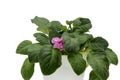 Violet flower grows in a pot on a white isolated background. Royalty Free Stock Photo